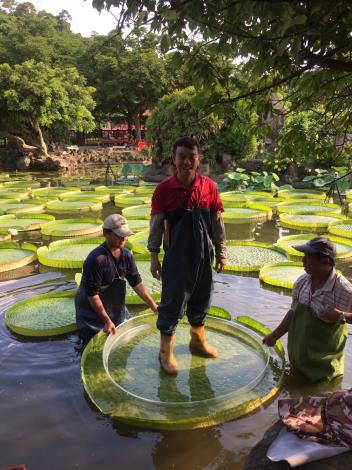 圖10、培育大王蓮的工作人員正在試乘，結果相當順利