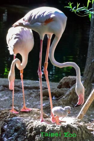 目前臺北市立動物園生態鳥園水禽區裡，正好有3對大紅鶴親鳥在育雛
