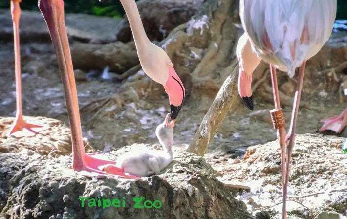 鳥爸爸和鳥媽媽都會自上消化道分泌出乳汁，也就是夢幻的「Crop Milk（紅鶴乳）」
