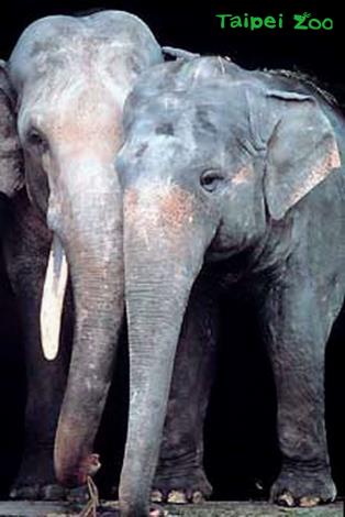 1954年，林旺被送入臺北市立圓山動物園, 園方特別引進年僅6歲的母象馬蘭來與林旺作伴