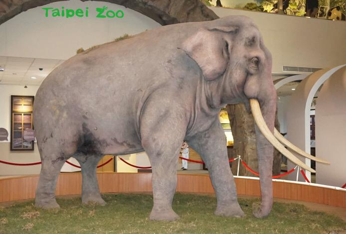 亞洲象林旺爺爺的標本，一直在臺北市立動物園教育中心展出