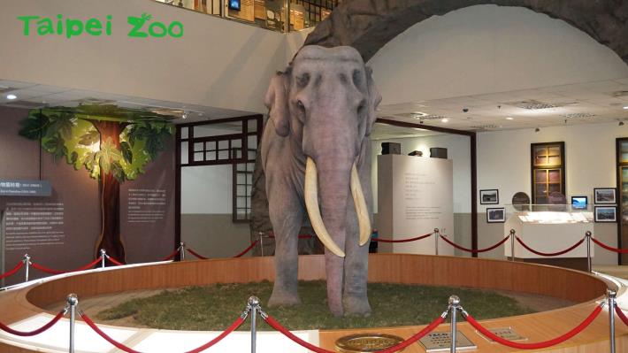 喜愛亞洲象的大小朋友，有空記得常來動物園和林旺爺爺打招呼唷！