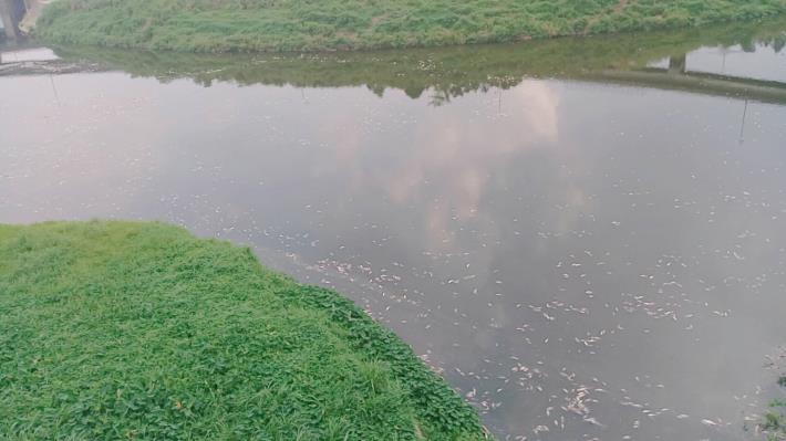 於新北市汐止樟樹橋下發現死魚群