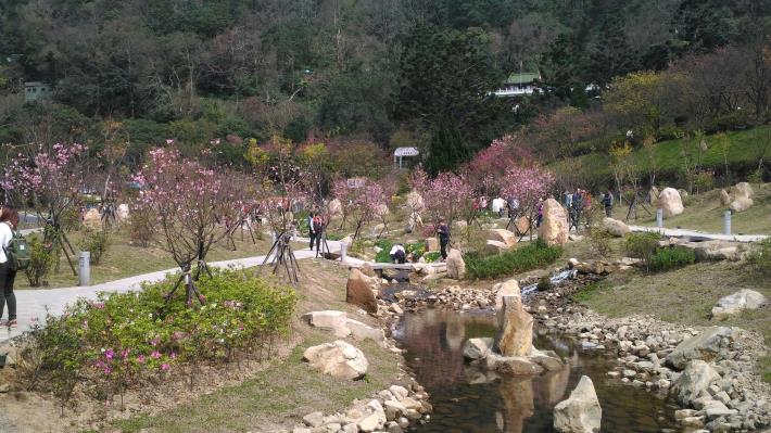 照片5 陽明公園-低度使用之停車場改建為櫻花林與蜿蜒溪流