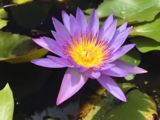 圖2.水生植物展―睡蓮