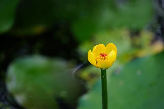 圖3.水生植物展―臺灣萍蓬草