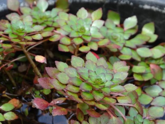 圖4.水生植物展―黃花菱