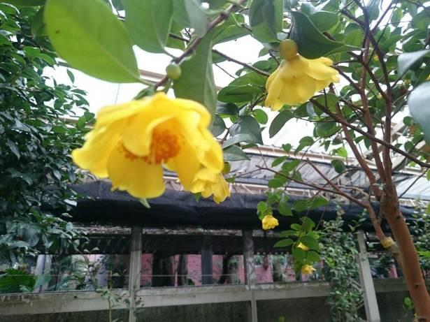 圖10.美麗的金花茶