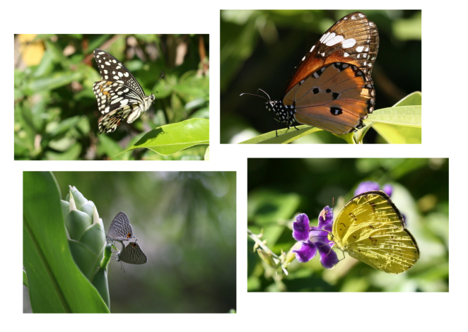 圖7、公園內種許多植物，吸引許多不同種類蝴蝶來訪(王甫文里長攝)