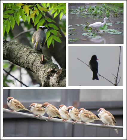 圖8、富民生態公園園區內，吸引多種鳥類定居造訪(王甫文里長攝)