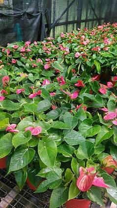 支援世大運的植栽皆出自公園處苗圃