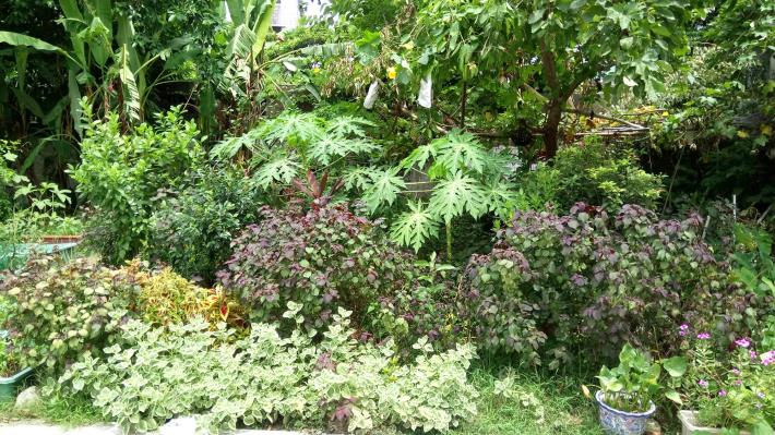 (圖7)綠地旁的田園基地種植多種蔬菜、香草