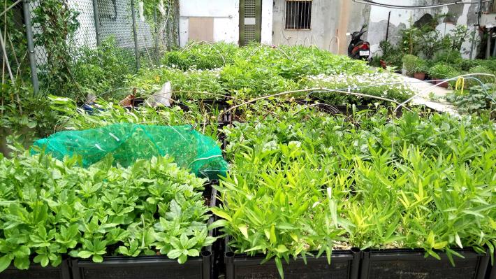 (圖8)田園基地盆栽菜苗是里民辛苦成果