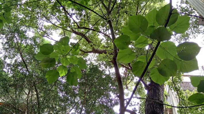 (圖12)兩旁綠樹為溫州街帶來難得綠意