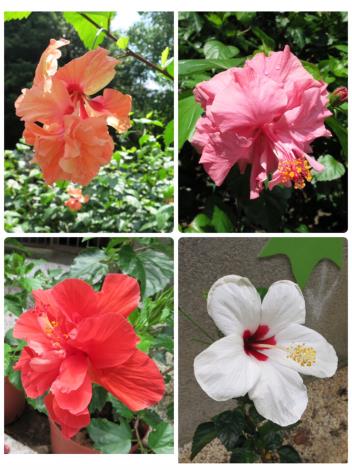 圖1、不同花色及花型的朱槿花