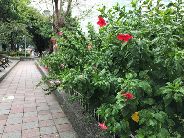 圖5、寧安公園朱槿花叢