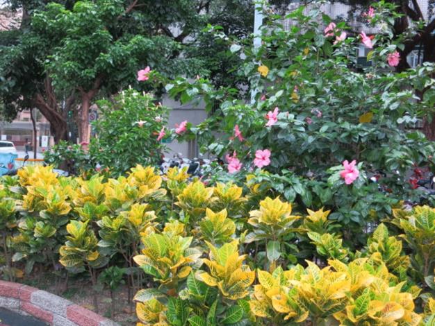 圖6、延壽三號公園朱槿花叢