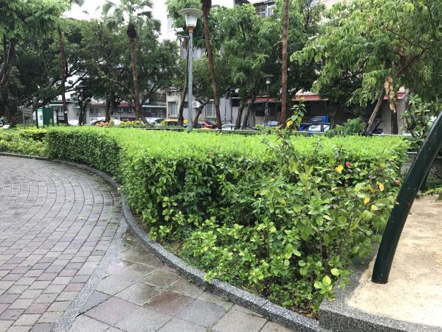 圖7、撫遠公園朱槿綠籬