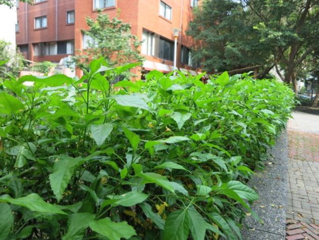 圖8、延壽三號公園朱槿綠籬