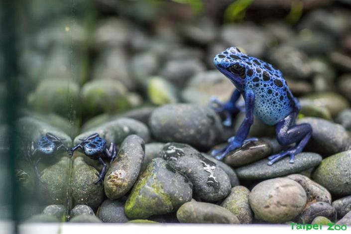 剛上岸的鈷藍箭毒小蛙對比成蛙體型，顯得相當迷你