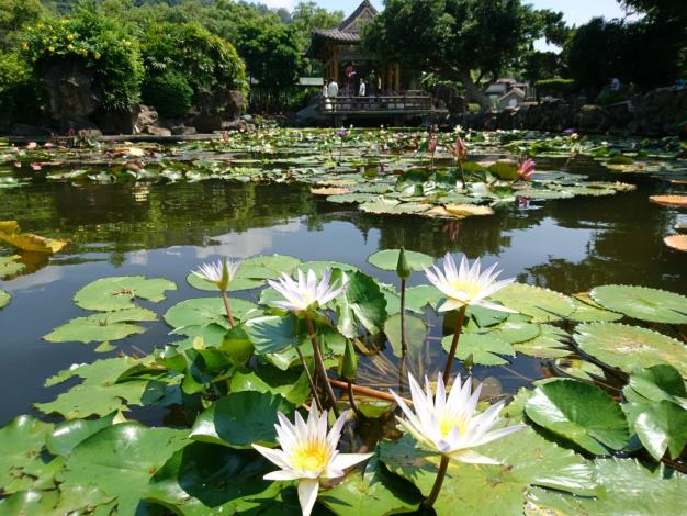 圖7. 睡蓮花正美，賞蓮正當時 攝自廖仁傑
