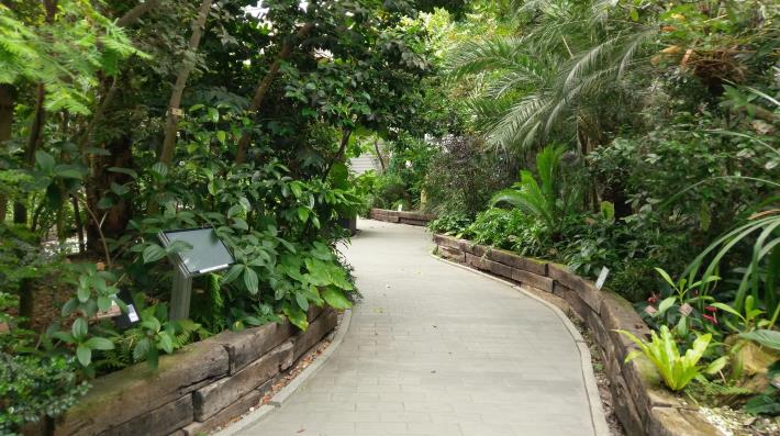 圖4._如同森林縮影，臺北典藏植物園一隅(一)。