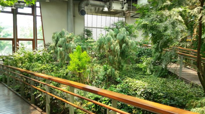 圖6._如同森林縮影，臺北典藏植物園一隅(三)。