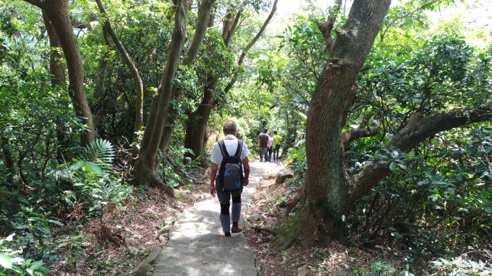 忠義山步道沿途林木密集