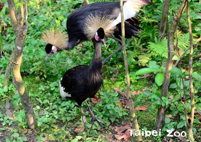 黑頸冠鶴的外形非常華麗