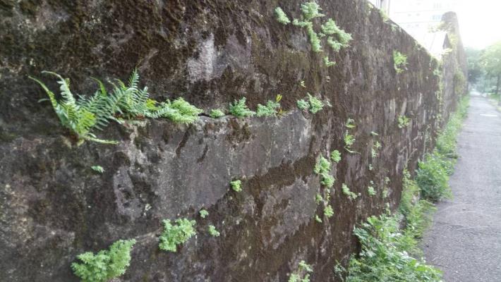 (圖2)圍牆遺址小草撫平對歷史過往帶來傷痕邁向和平