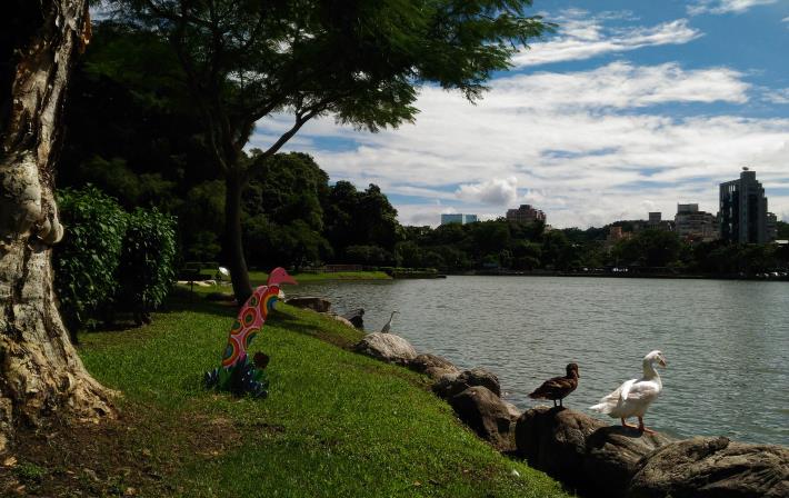 圖7小白鷺、菜鴨及彩繪鷺鷥藝術於碧湖池畔同框觀賞湖岸美景
