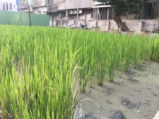 圖6 太平國小 校園內綠油油的水稻田