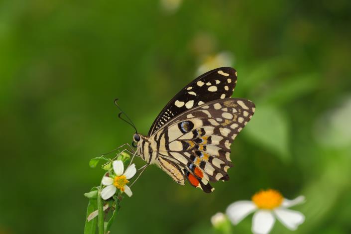 花鳳蝶-林葆琛攝