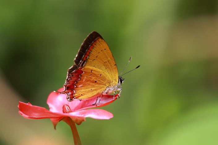紫日灰蝶-吳善恩攝