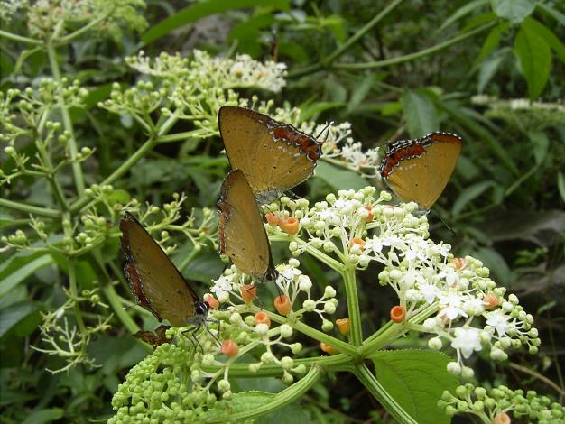 紫日灰蝶-林葆琛攝
