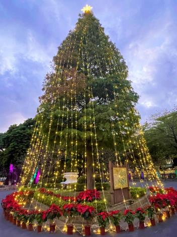 15-Meter Tall Bald Cypress Christmas Tree