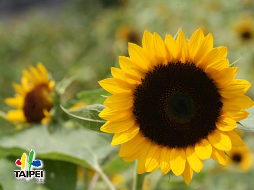 Sunflower _ Yangmingshan Zhuzihu