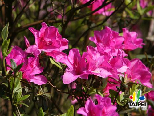 Yangmingshan Flower Festival _ Y...