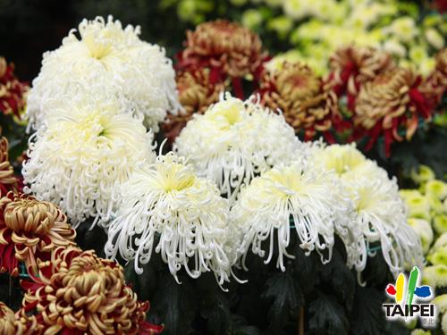 Shilin Residence Chrysanthemum S...