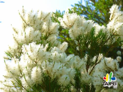 Bali left bank Australian tea tree spike