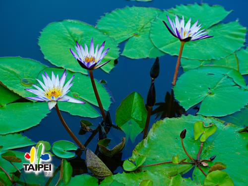 Sungai Park Dawang Lotus in full...