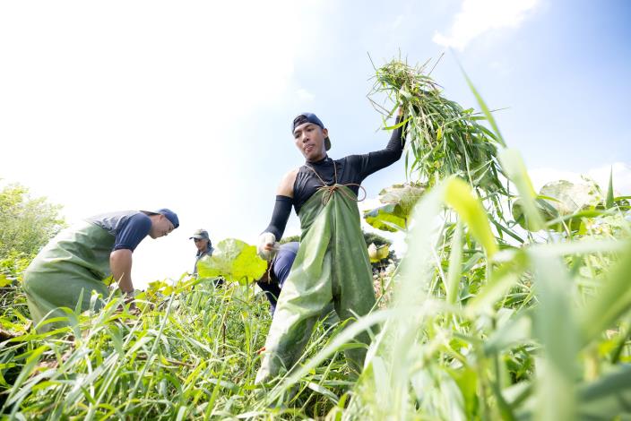 球員們身穿青蛙裝，進入溼地進行環境維護作業。