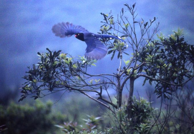 Fly, Formosan Blue Magpie!