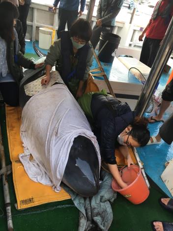 救援志工細心照顧安靜躺在漁船上準備野放的「關關」.JPG