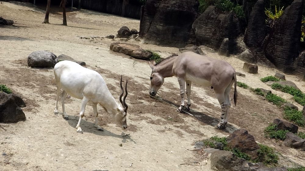 臺北市政府教育局綜合企劃科黃喬偉 曹先紹發言人 動物夏夏叫非洲野驢之夜 全能保育員18最終章 Taipei Zoo News 社團法人臺北市弱勢族群發展協會