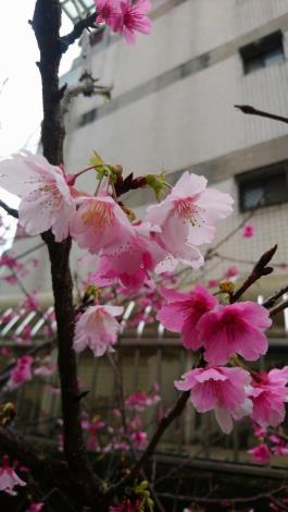富士櫻有白、粉紅、桃紅又叫三色櫻