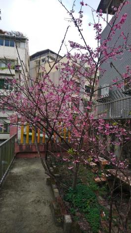 櫻花越開越旺了