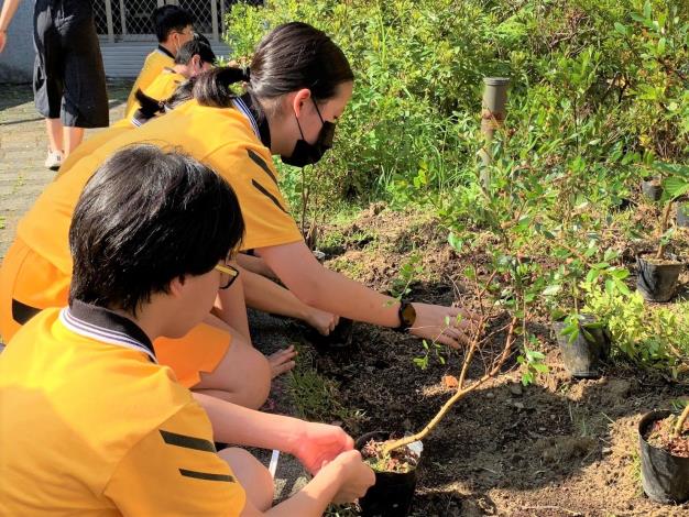 學生挖樹洞、用手壓土