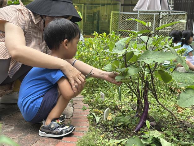 採摘茄子做茄子料理