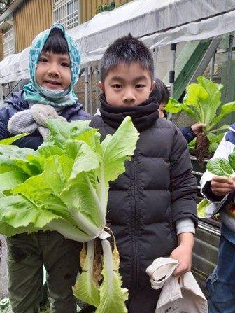 孩子自己栽種、自己採收芥菜